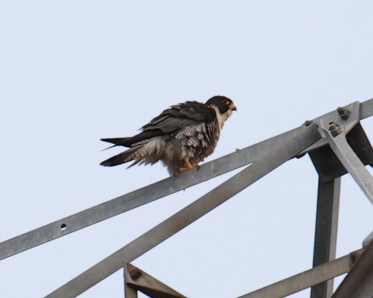 Peregrine Falcon - Linda Dalton