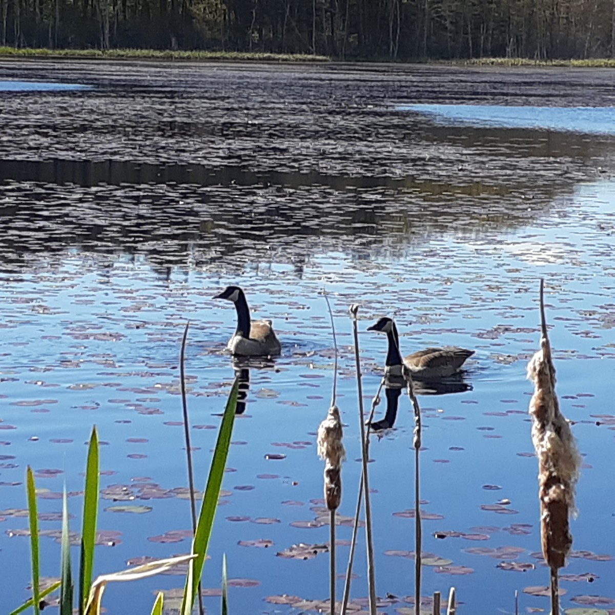 Canada Goose - ML618842082