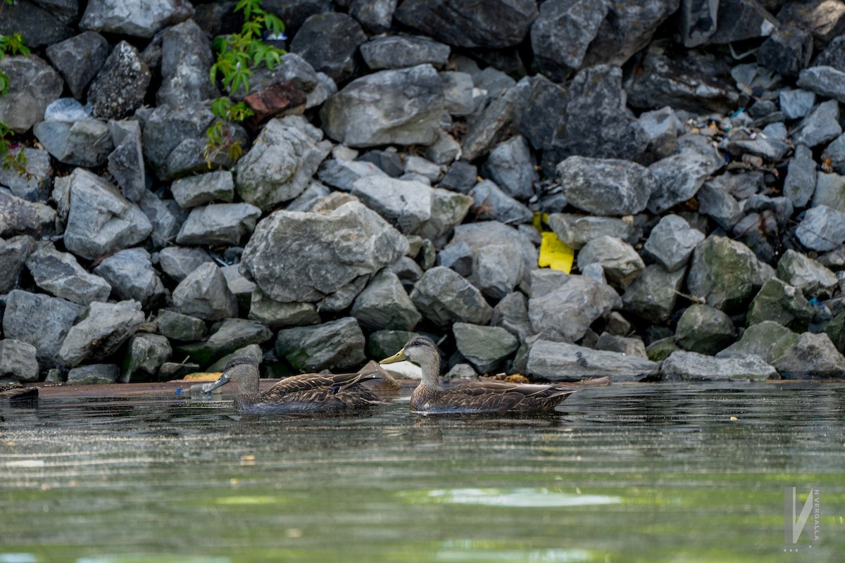 American Black Duck - Nicole Vergalla