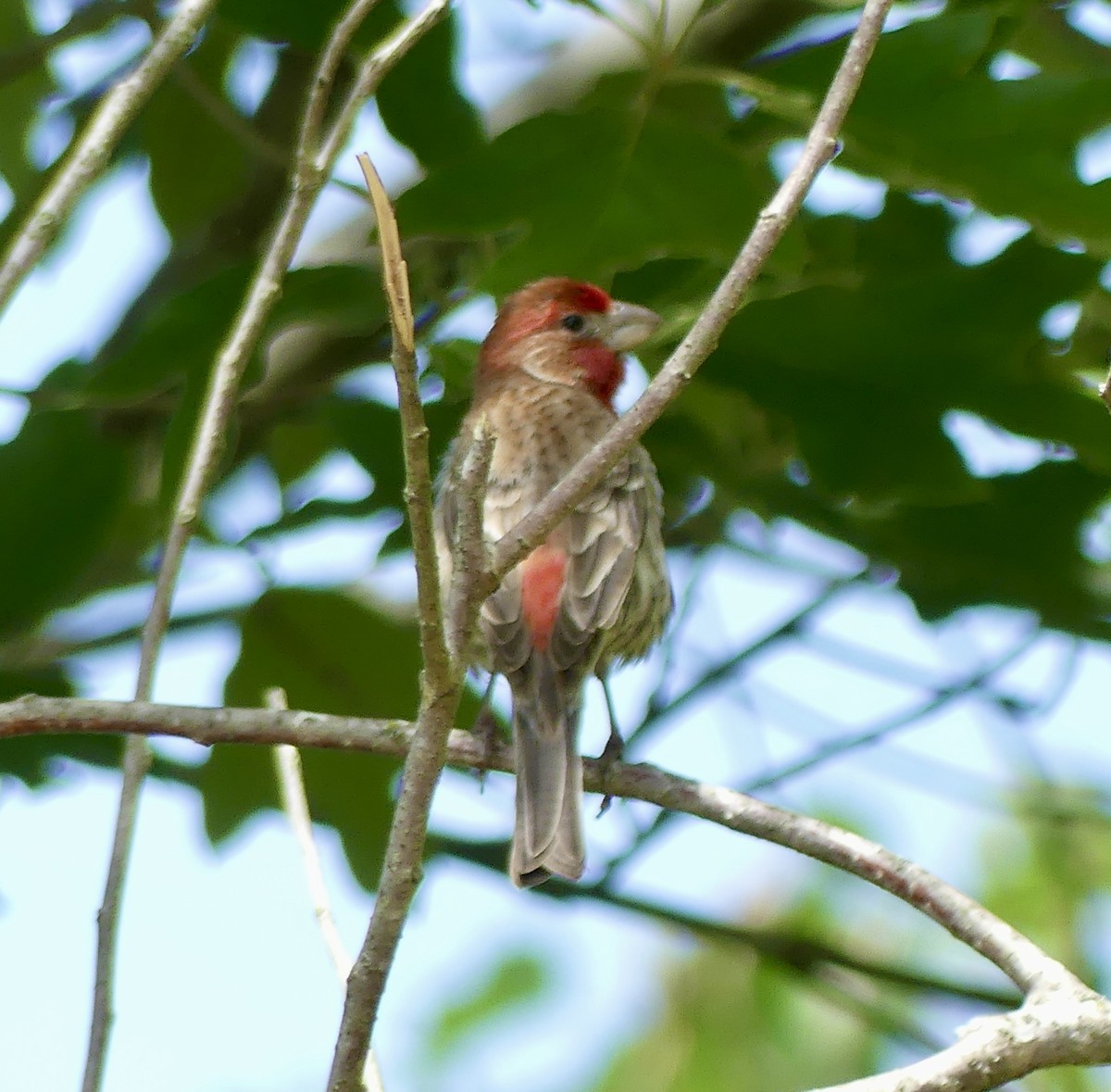 House Finch - Cindy Sherwood