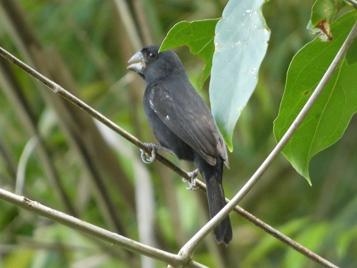 Thick-billed Seed-Finch - Larissa Barrios