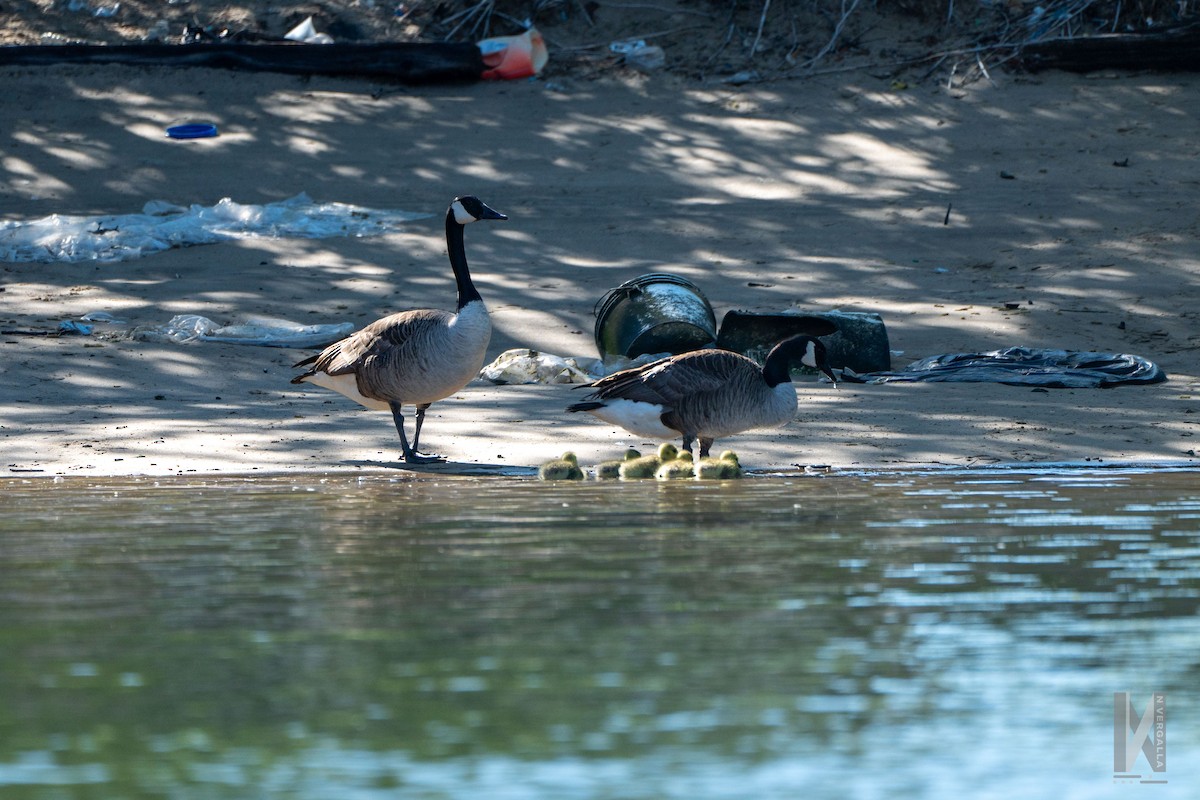 Canada Goose - Nicole Vergalla