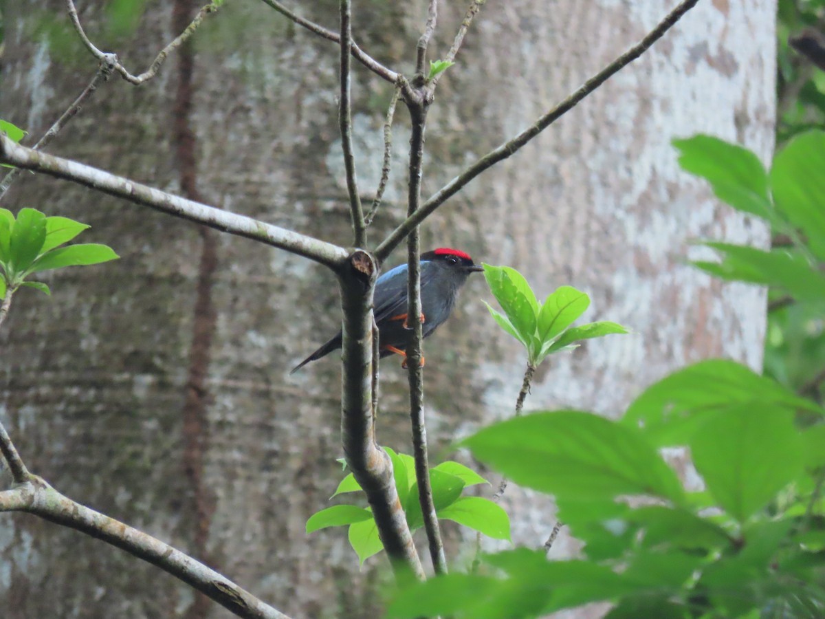 Lance-tailed Manakin - Yina Carter