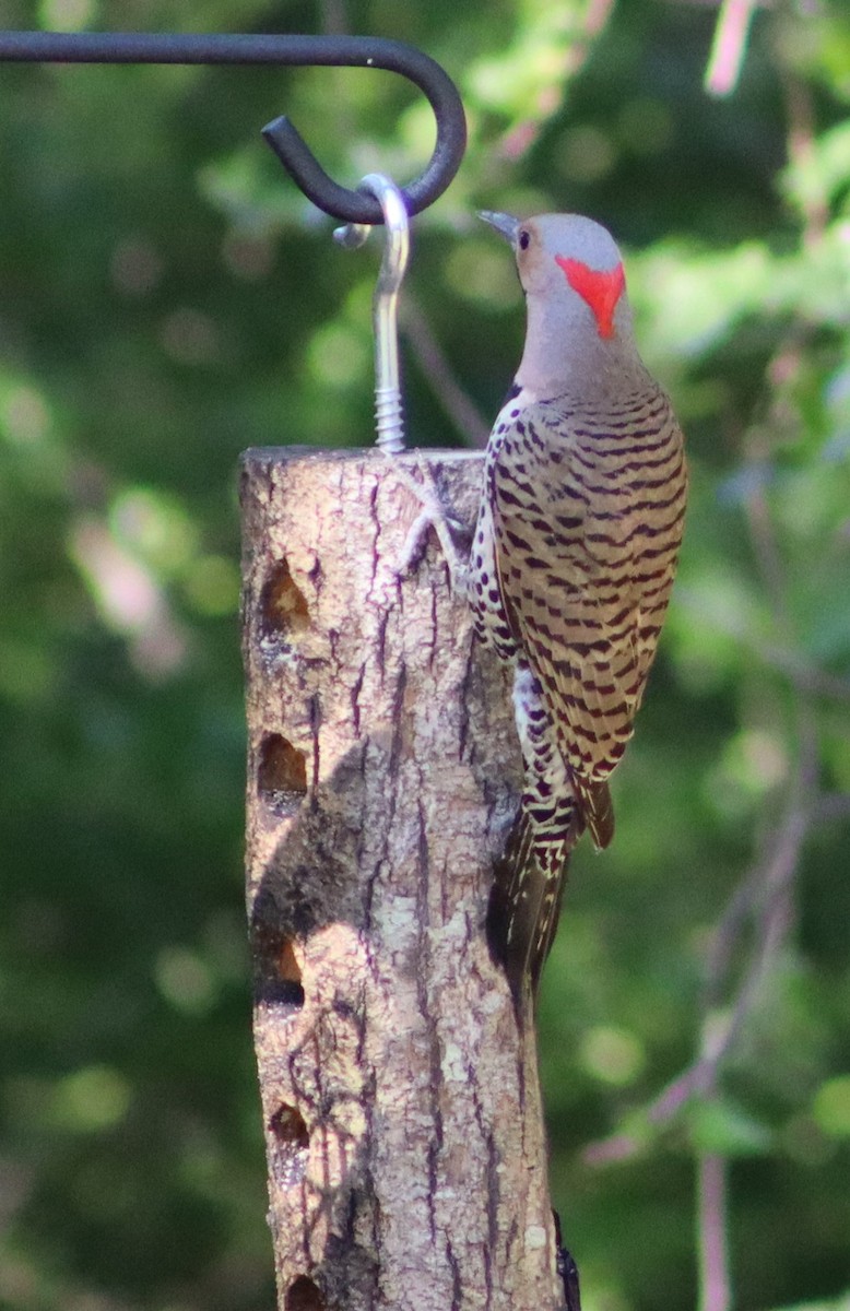 Northern Flicker - David Self