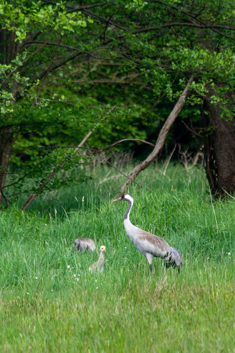 Common Crane - Alexander Zaytsev