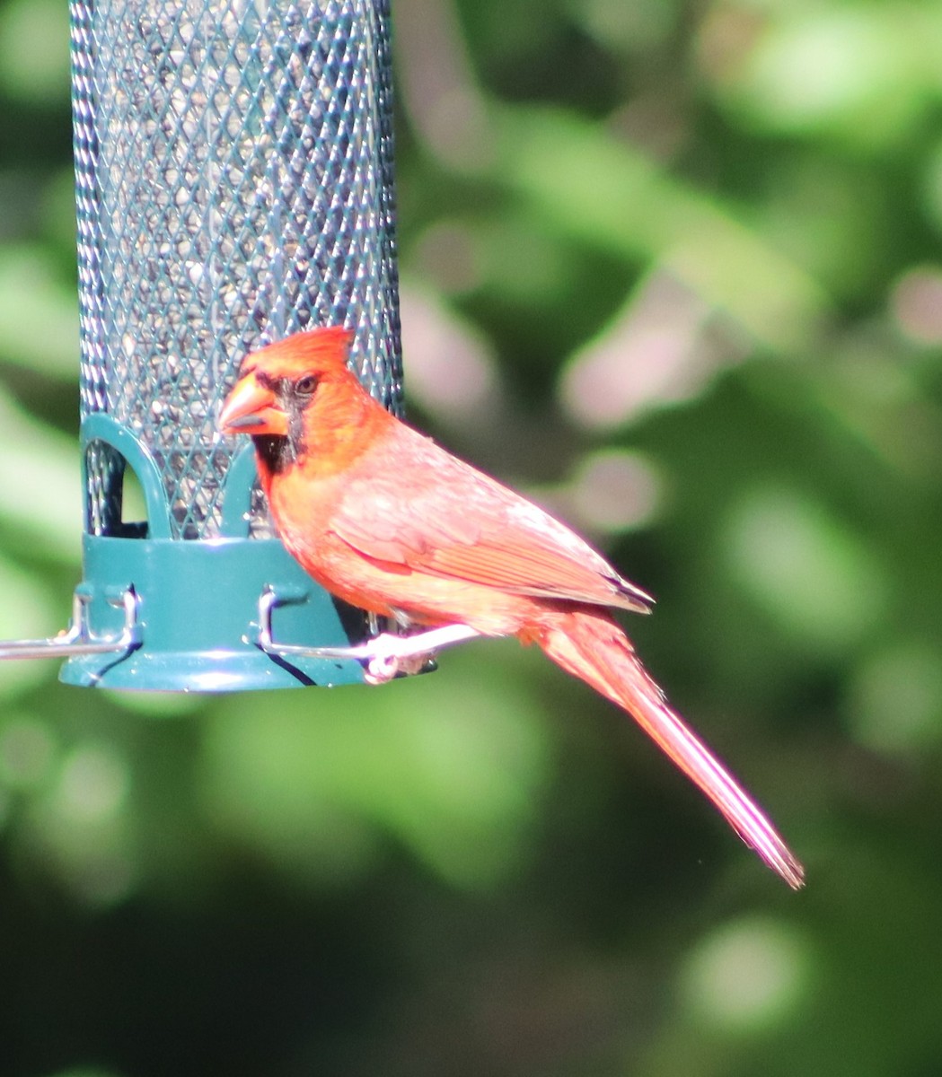 Northern Cardinal - ML618842113