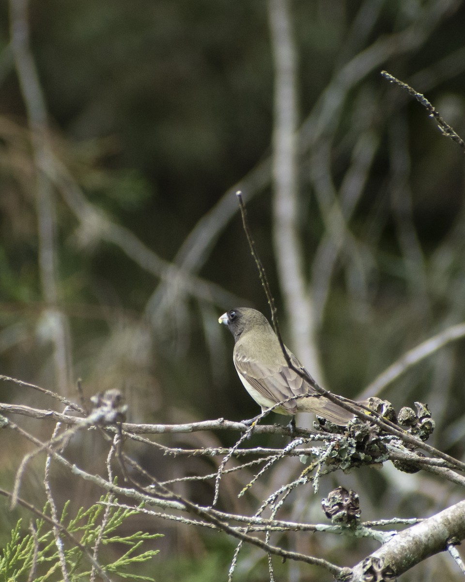 Yellow-bellied Seedeater - Jefferson Paya Barbosa