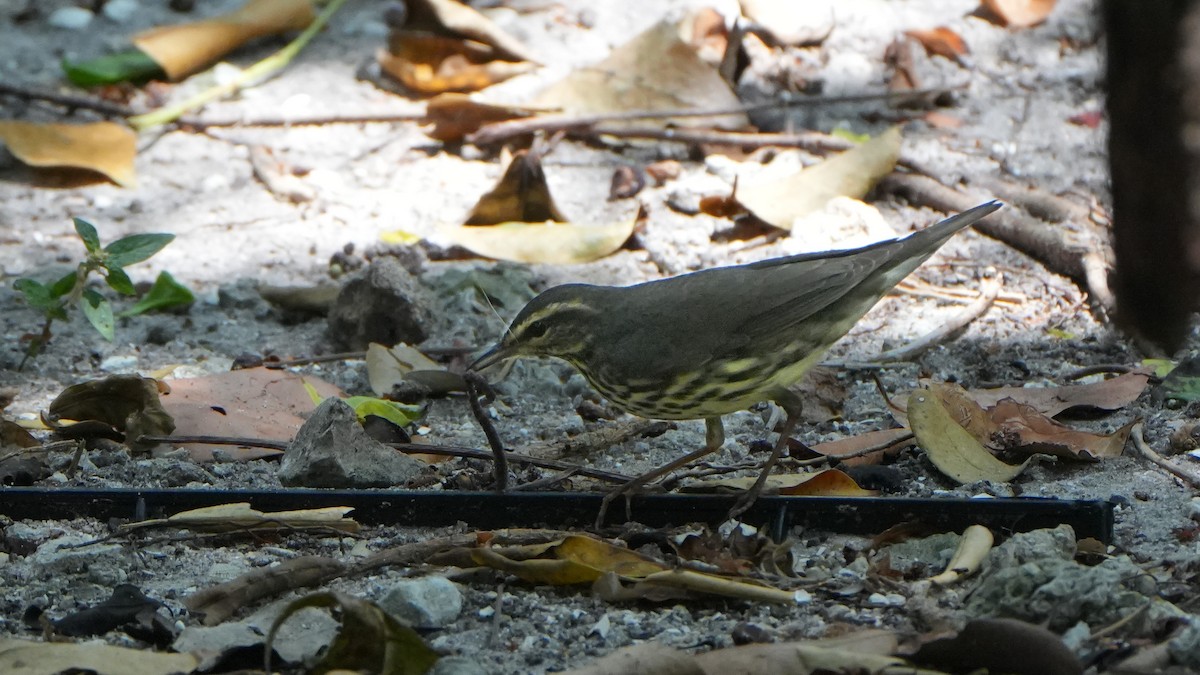 Northern Waterthrush - Tuly  Datena