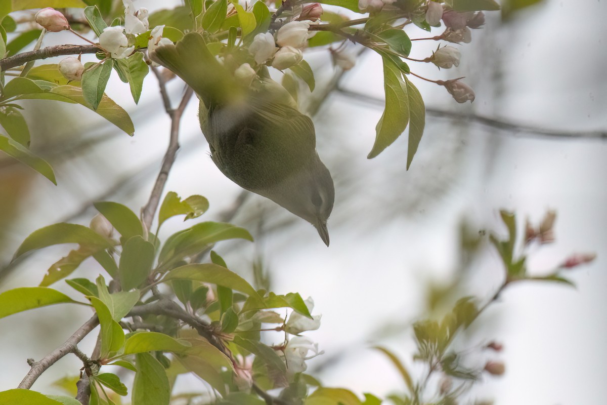 Philadelphia Vireo - Kelly Leap