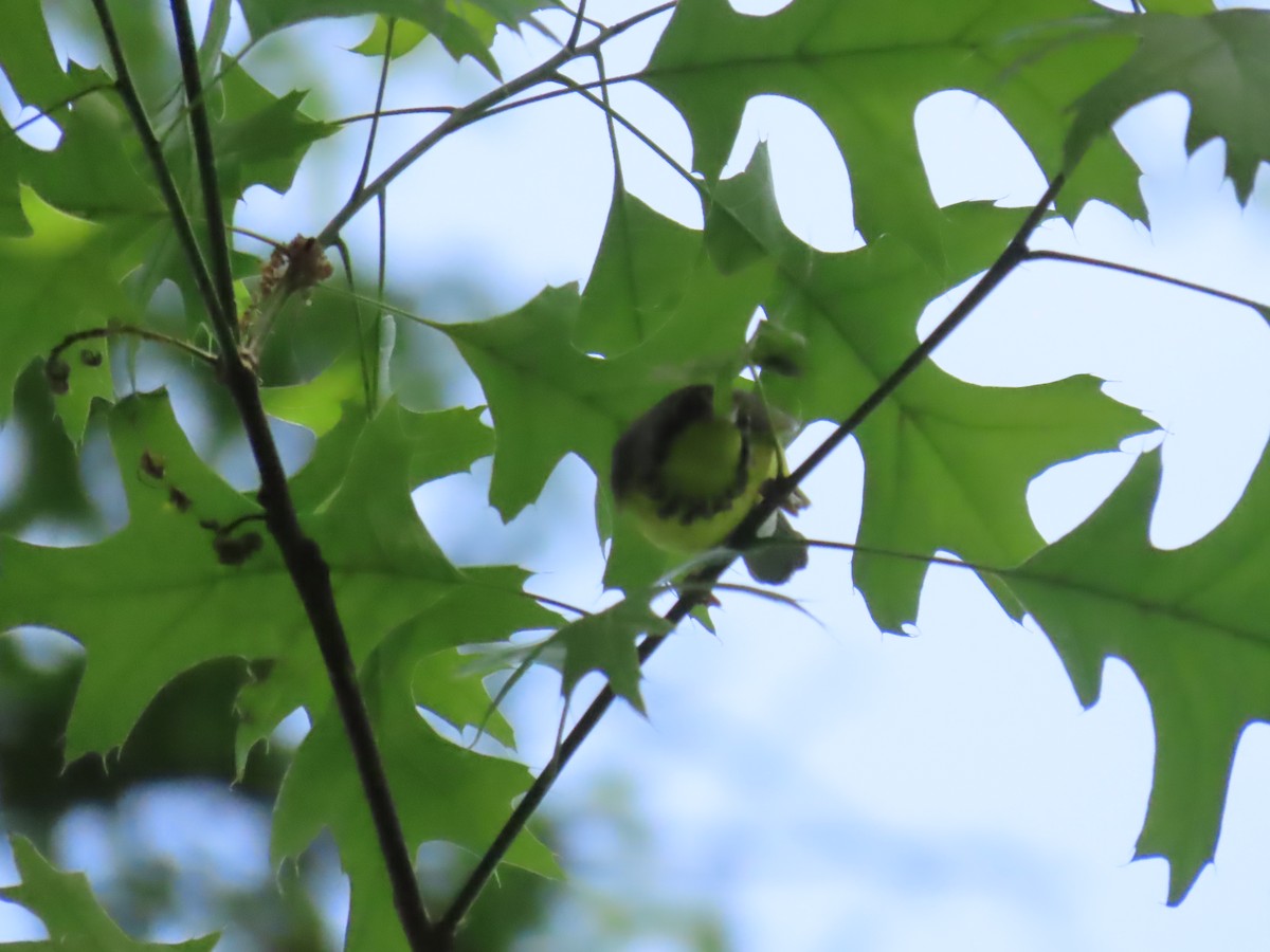 Canada Warbler - Ursula  Mitra