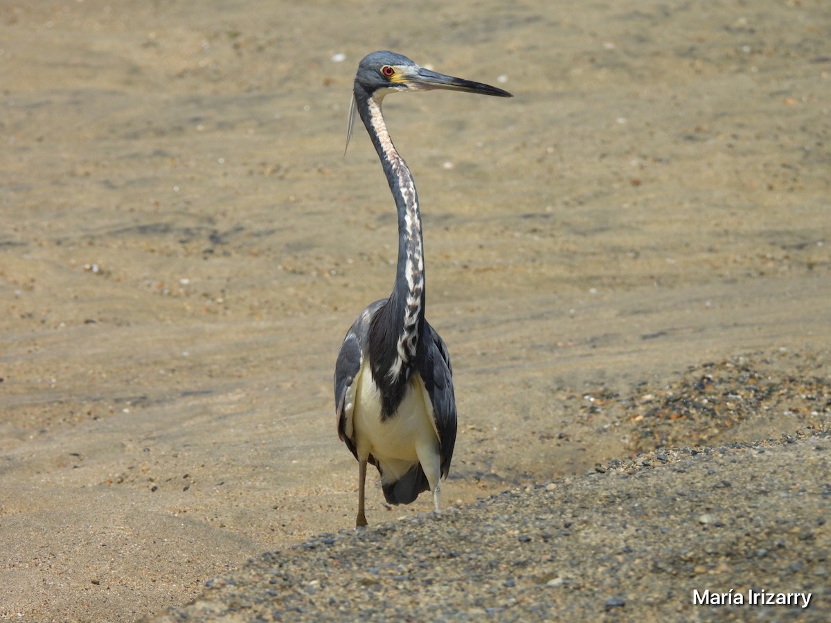 Tricolored Heron - Maria del R Irizarry Gonzalez