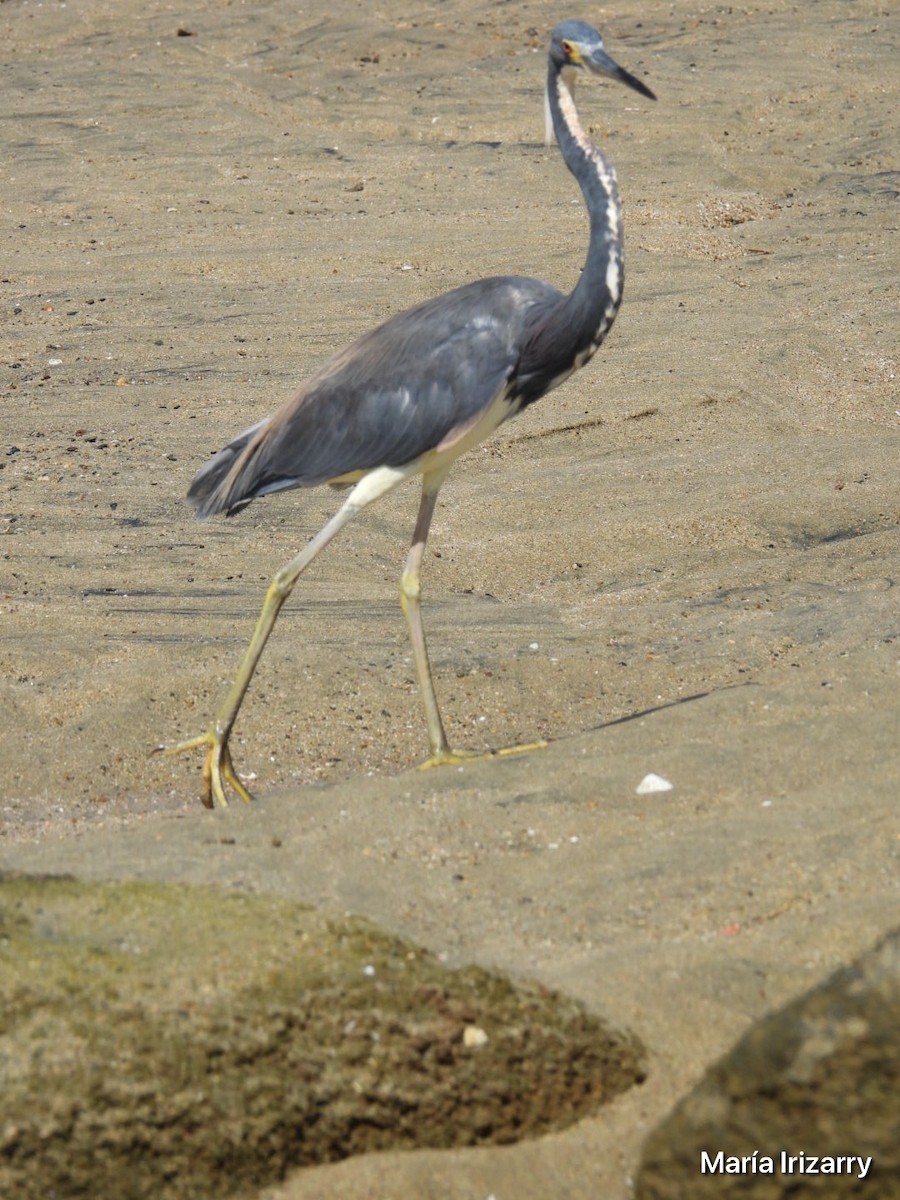 Tricolored Heron - Maria del R Irizarry Gonzalez