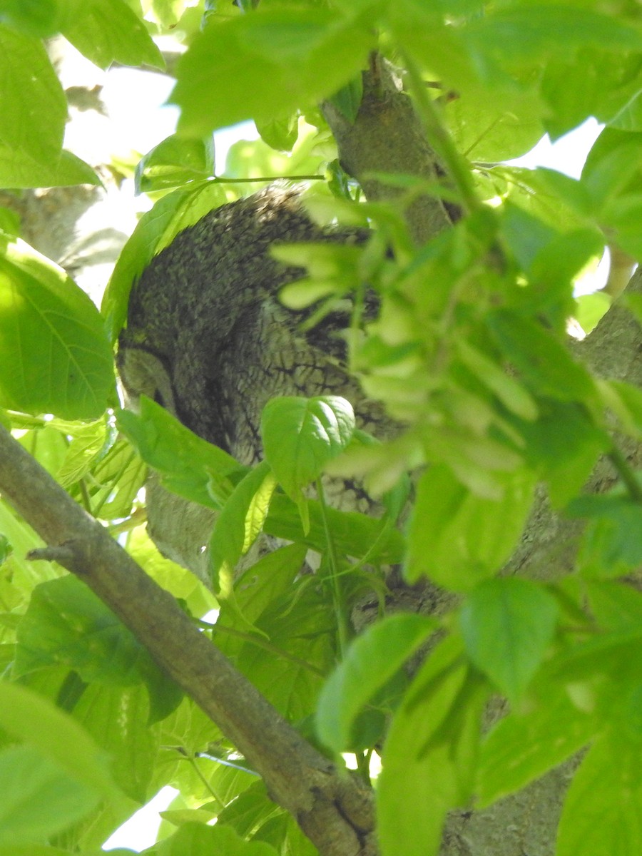 Eastern Screech-Owl - Karen Zeleznik