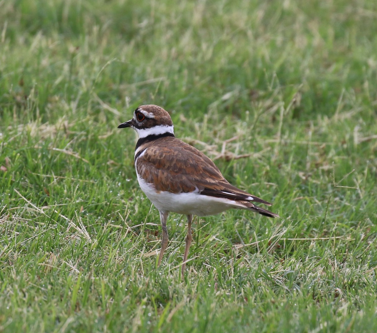 Killdeer - ML618842157