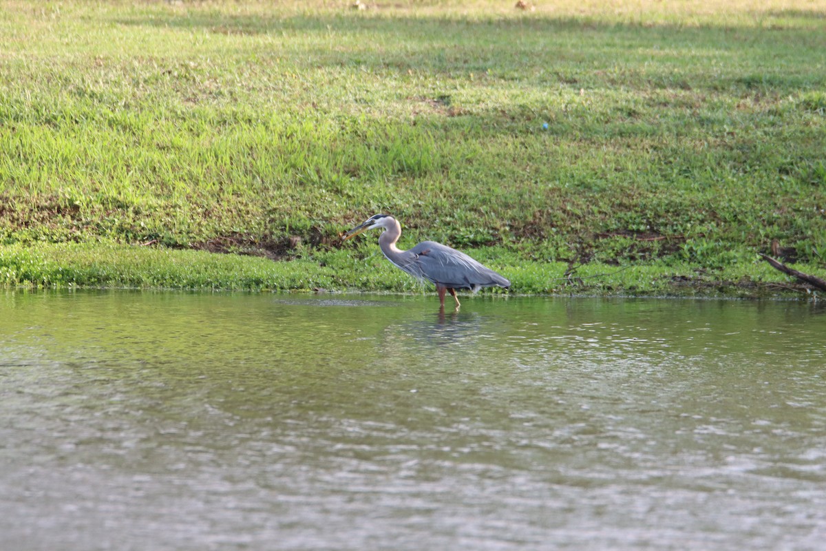 Great Blue Heron - John Keegan