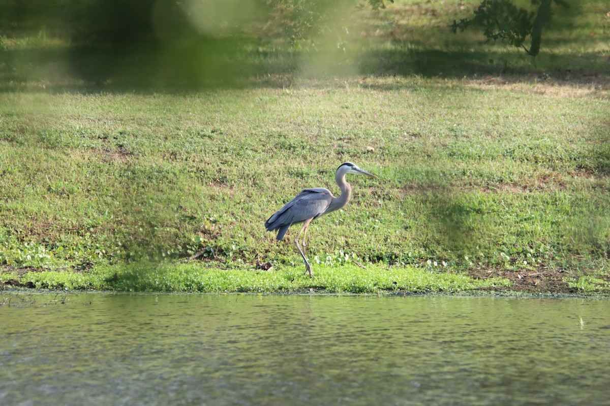 Great Blue Heron - John Keegan