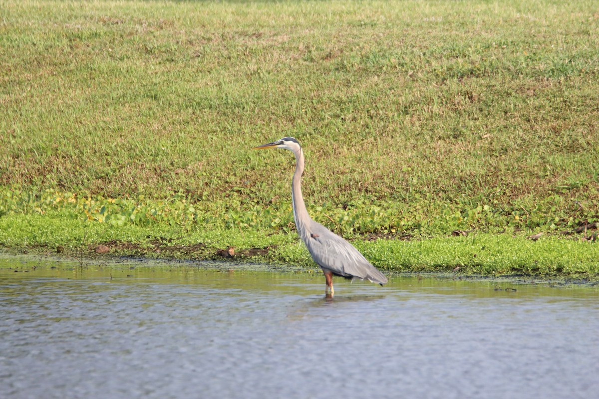 Great Blue Heron - John Keegan