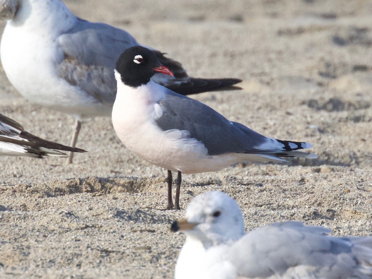 Franklin's Gull - Paul Jacyk