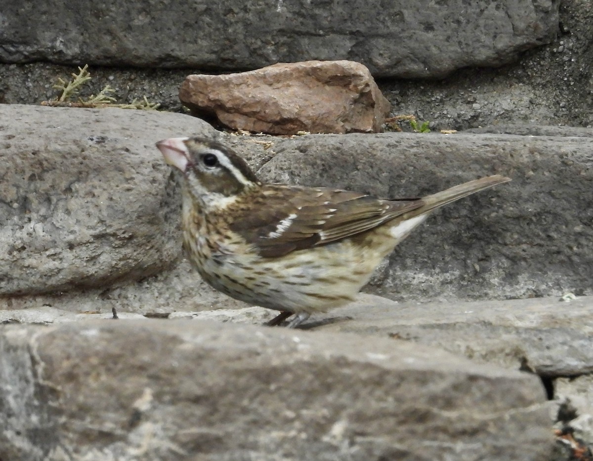 Rose-breasted Grosbeak - ML618842172