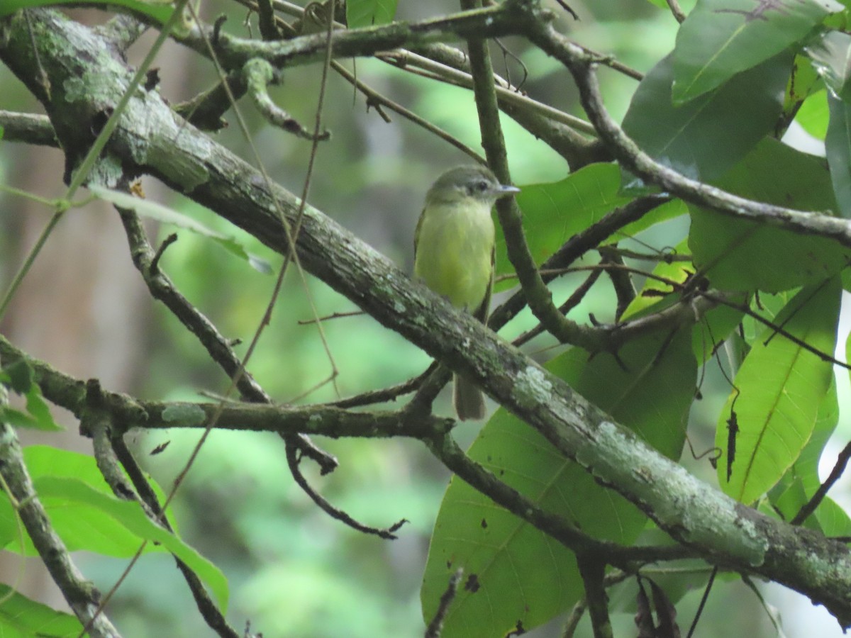 Yellow-olive Flatbill - ML618842174