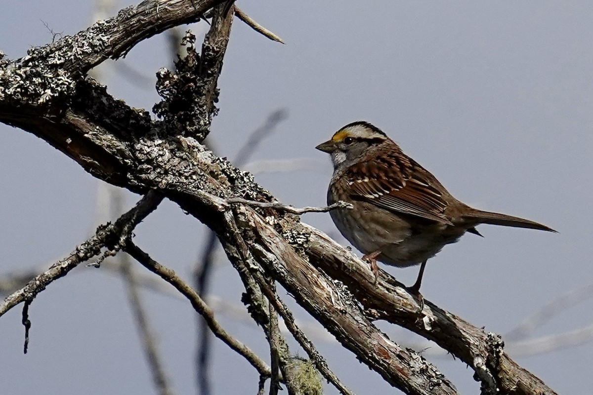 White-throated Sparrow - Bob Plohr