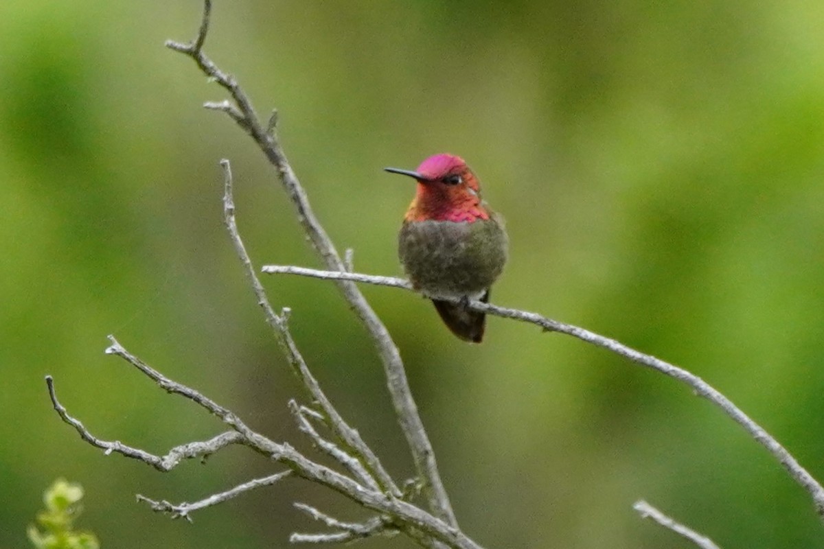 Anna's Hummingbird - Dawn Hovey