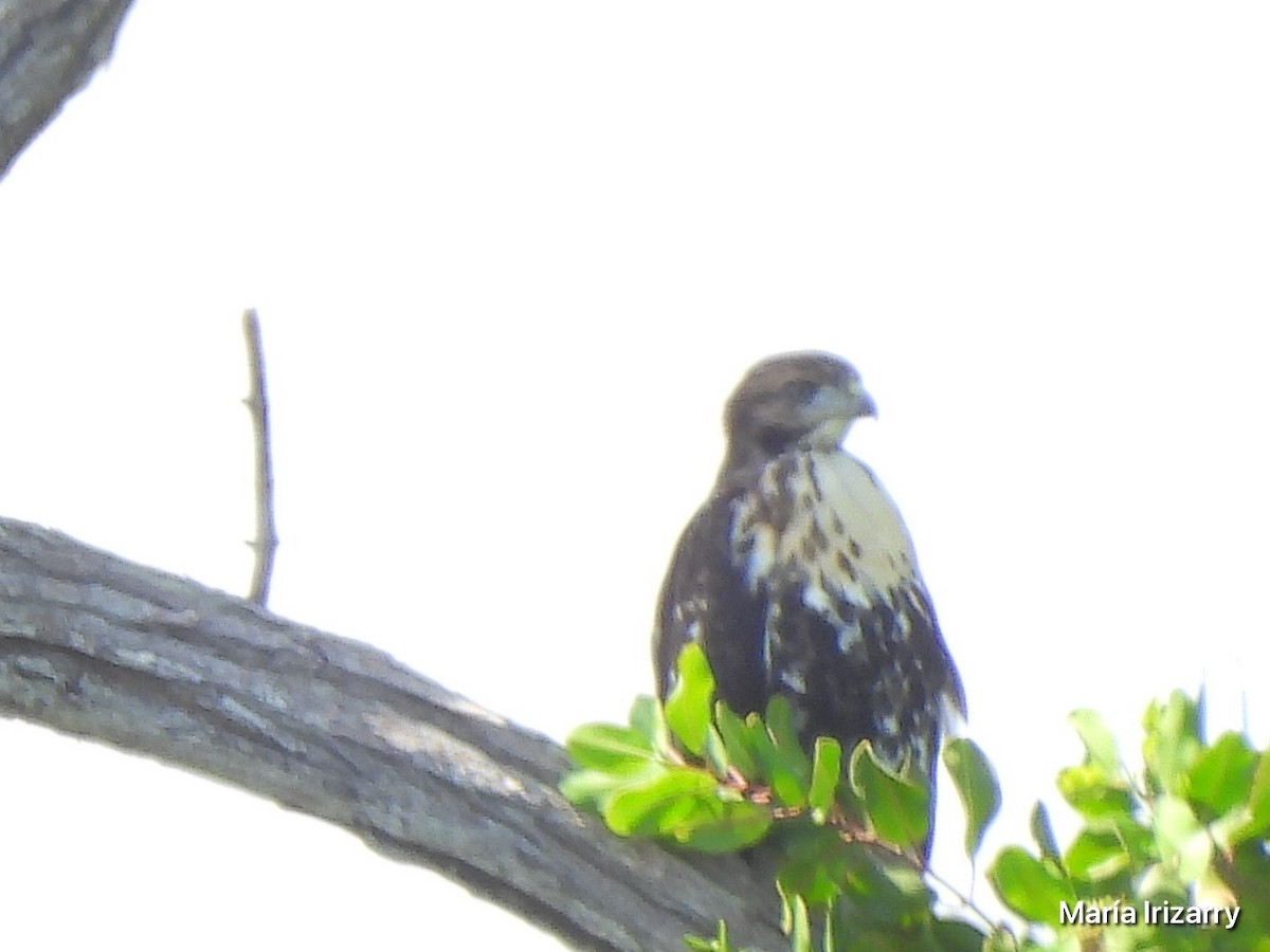 Red-tailed Hawk - Maria del R Irizarry Gonzalez