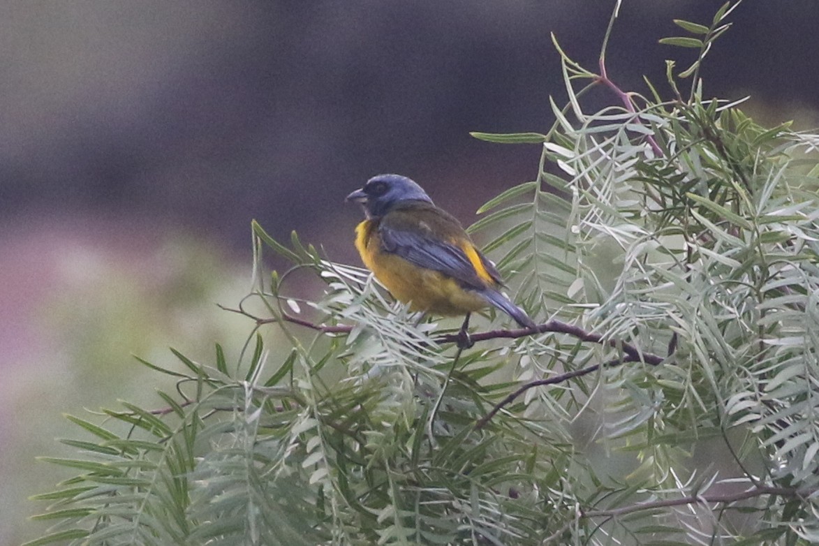 Blue-and-yellow Tanager - Henggang Cui
