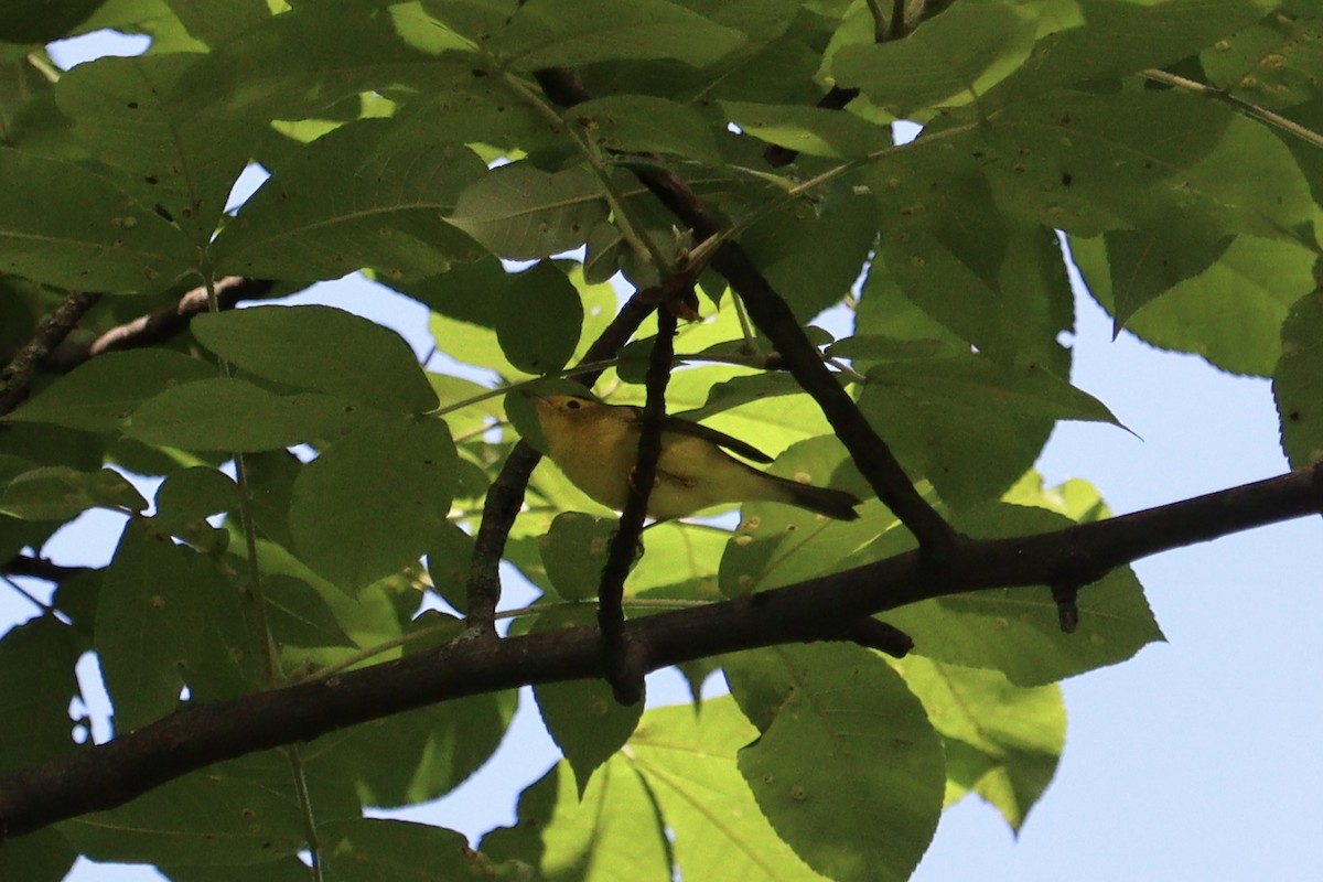 Wilson's Warbler - ML618842193