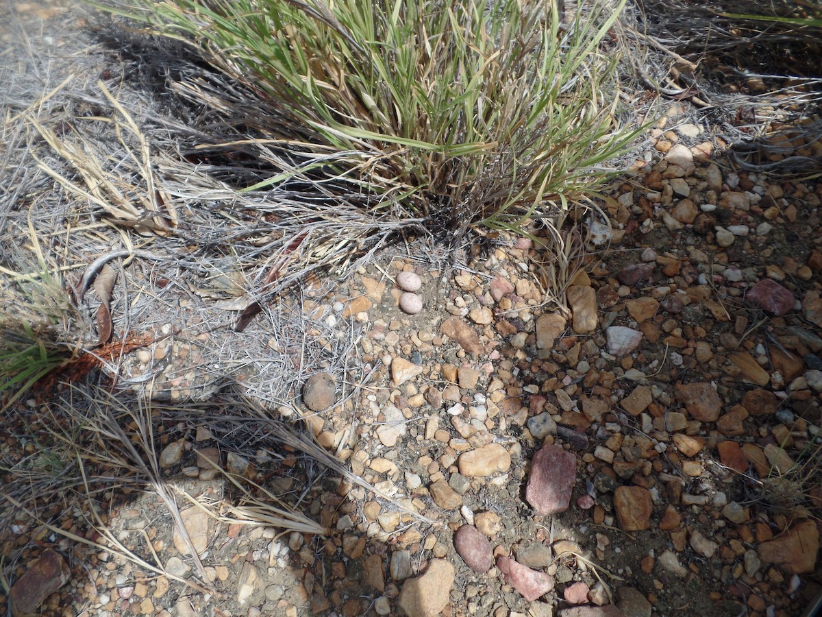 White-tailed Nightjar - ML618842200