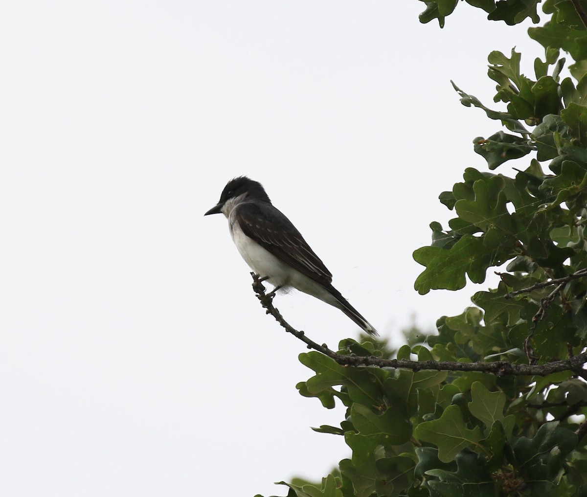 Eastern Kingbird - Laura Sare