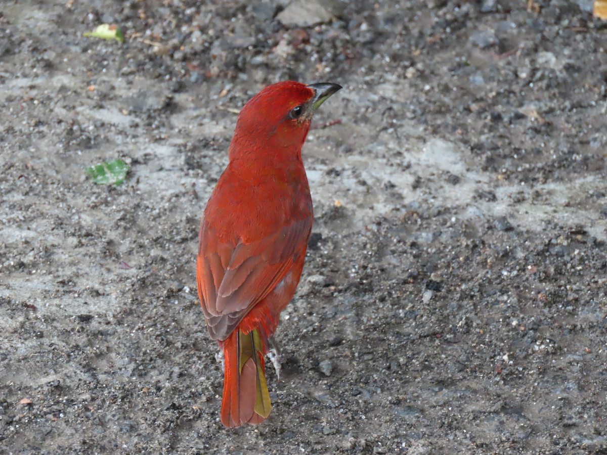 Hepatic Tanager - Yina Carter