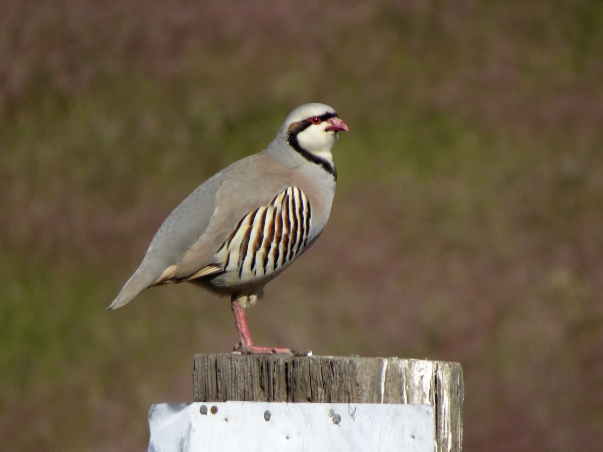 Chukar - Peter Lacey