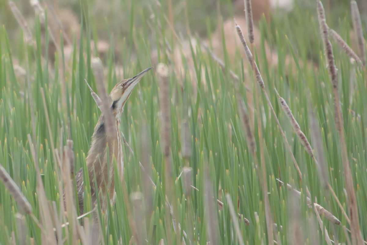 American Bittern - Max Miller