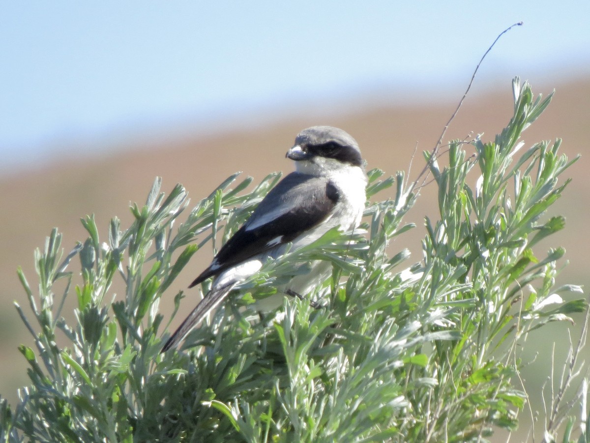 Loggerhead Shrike - Peter Lacey