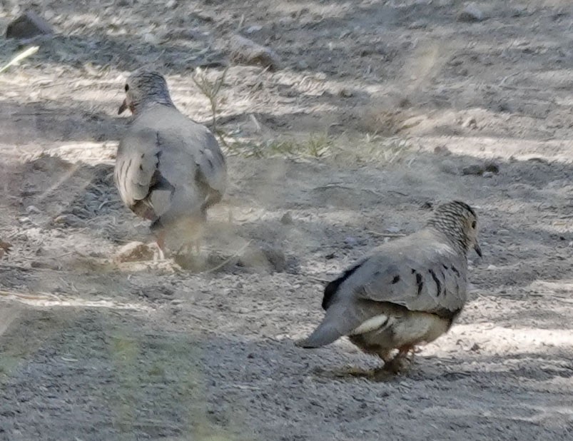 Common Ground Dove - ML618842237