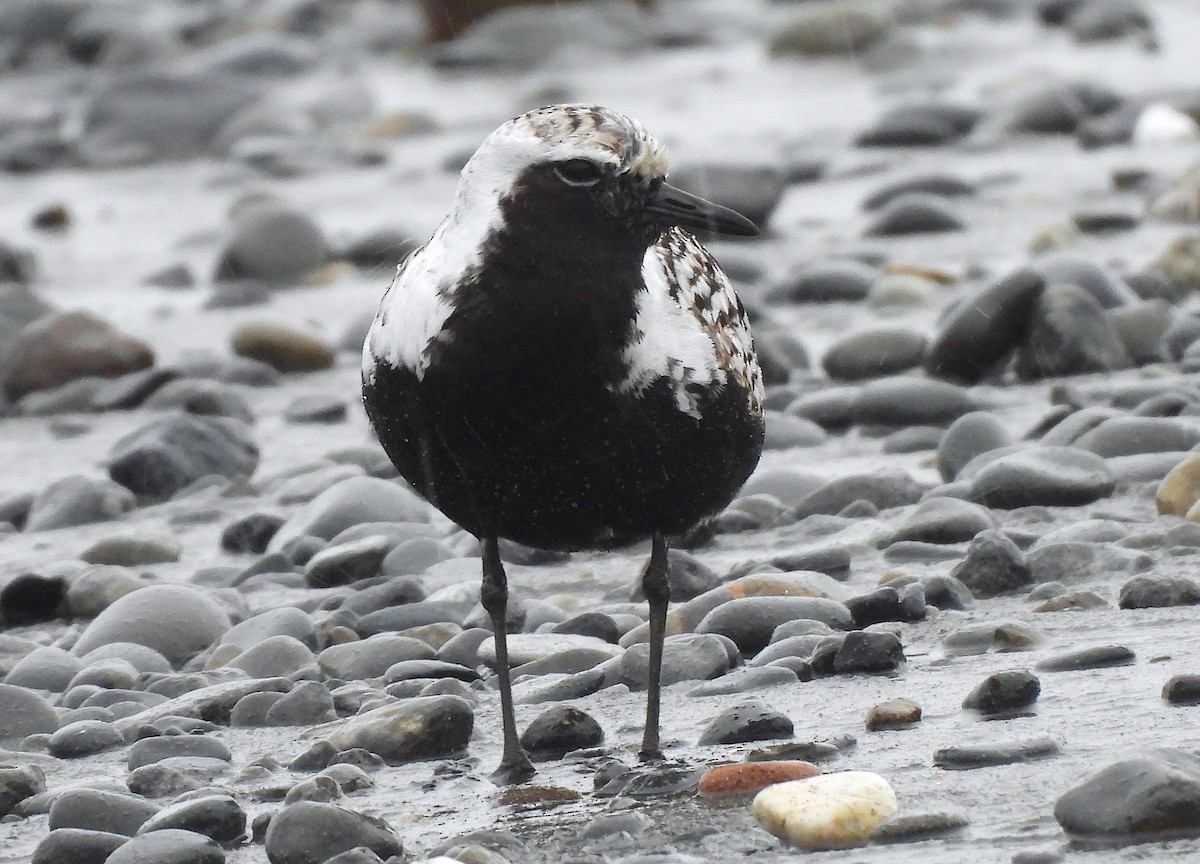 Black-bellied Plover - Ted Floyd