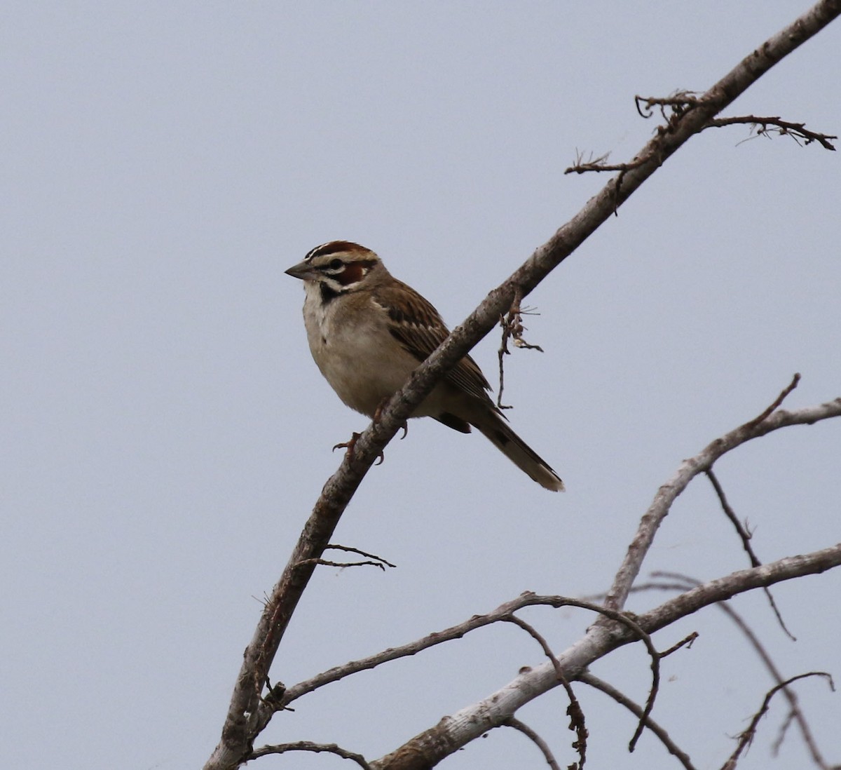 Lark Sparrow - Laura Sare