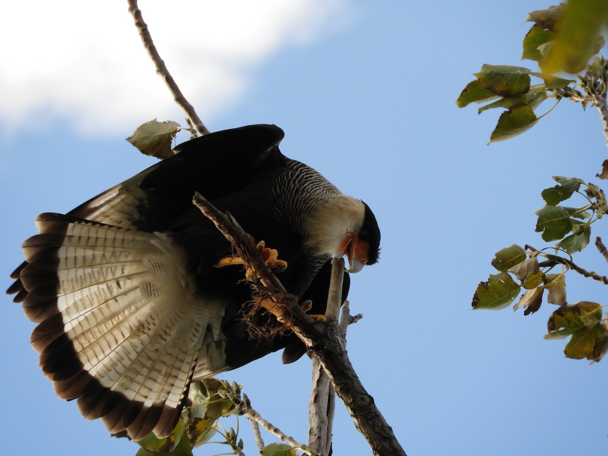 Crested Caracara - Leandro Ceschin