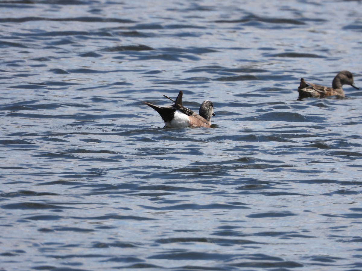 American Wigeon - Gerard Nachtegaele