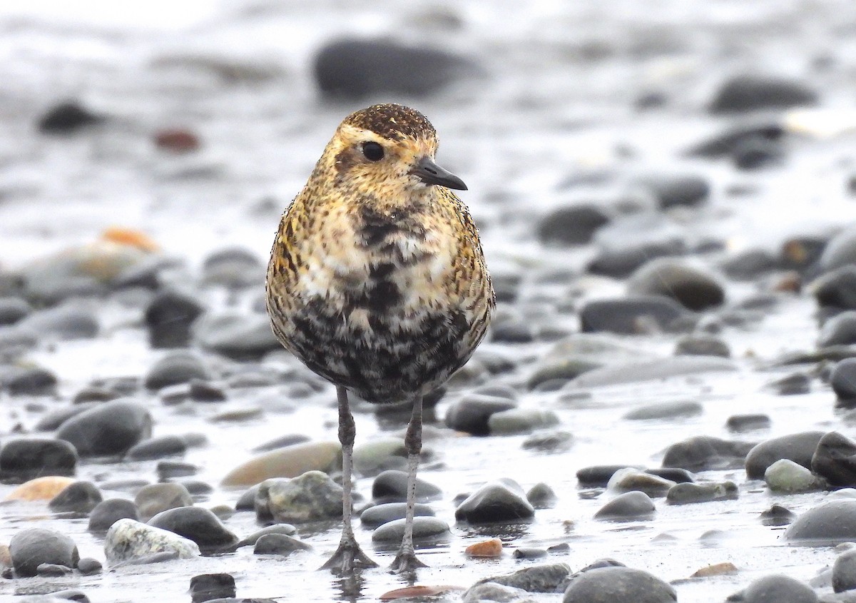 Pacific Golden-Plover - Ted Floyd