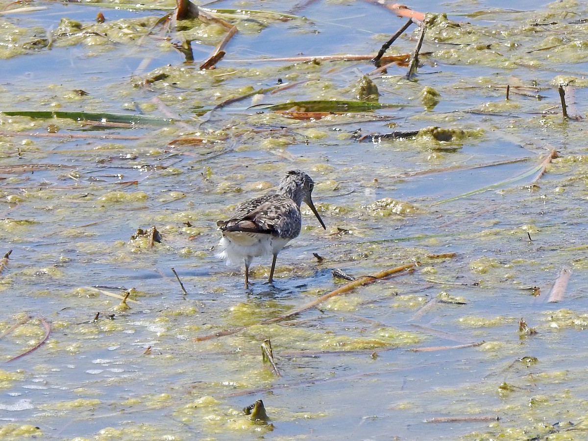 Lesser Yellowlegs - Karen Zeleznik