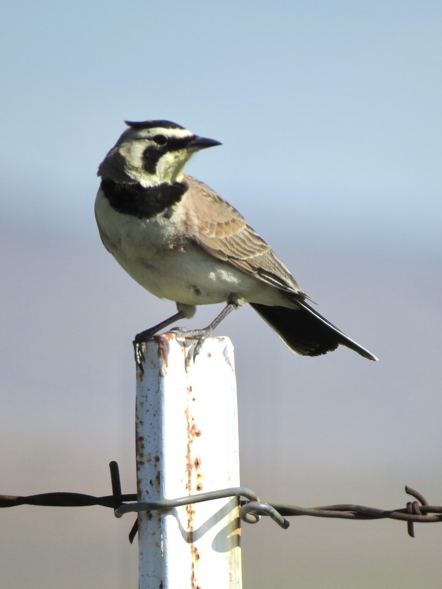 Horned Lark - ML618842260