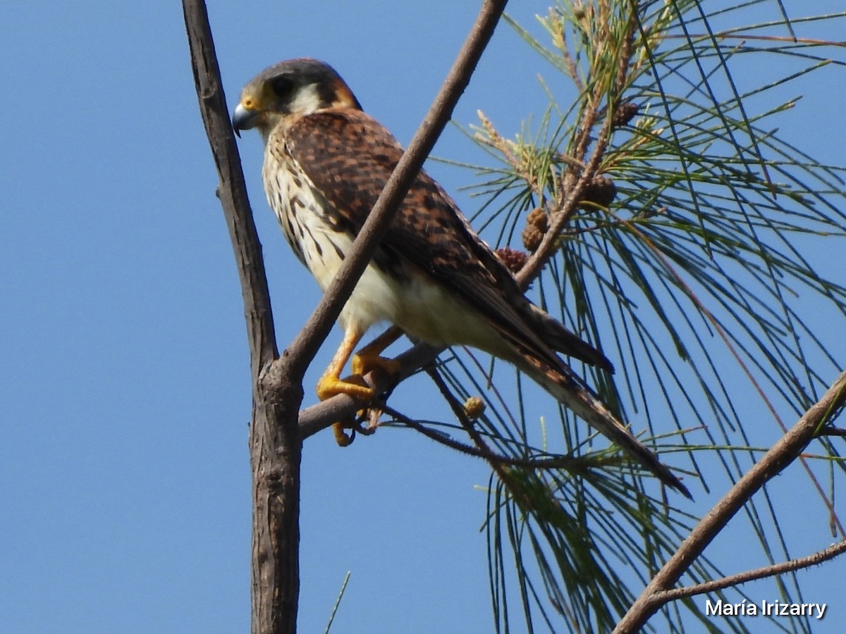 American Kestrel - Maria del R Irizarry Gonzalez