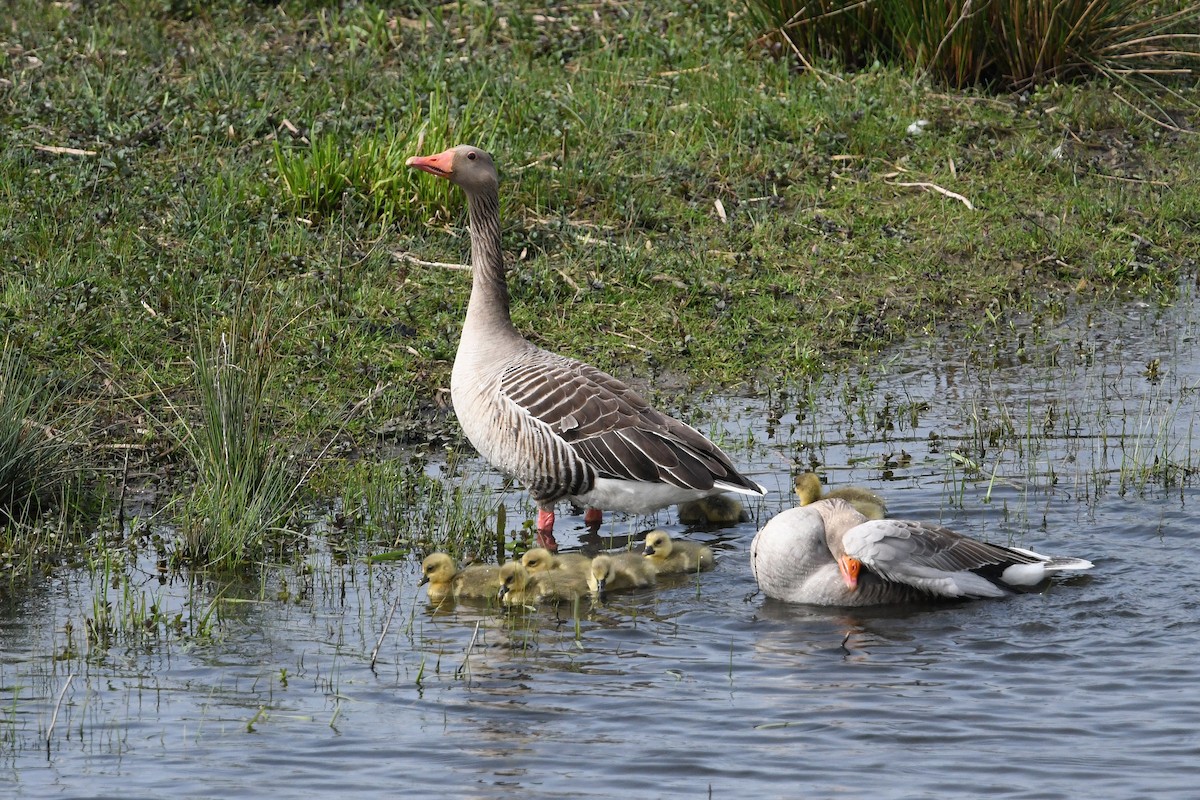 Graylag Goose - Andreas Deissner