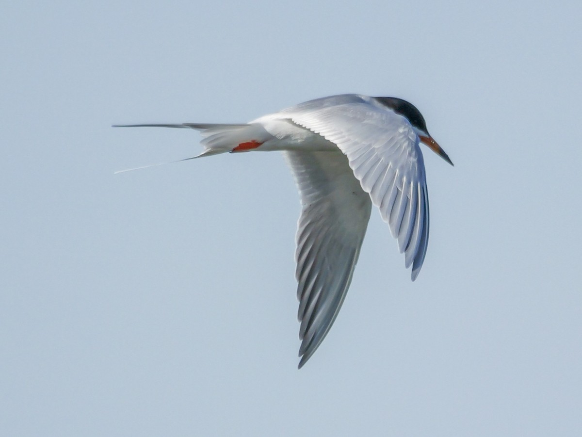 Forster's Tern - Roger Horn