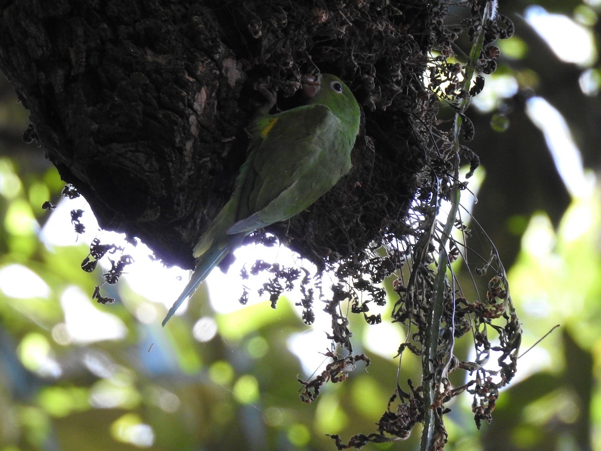 Yellow-chevroned Parakeet - Maristela  Alcantara