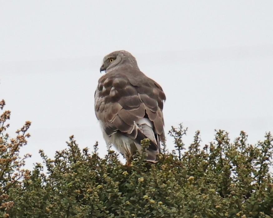 Northern Harrier - Linda Dalton