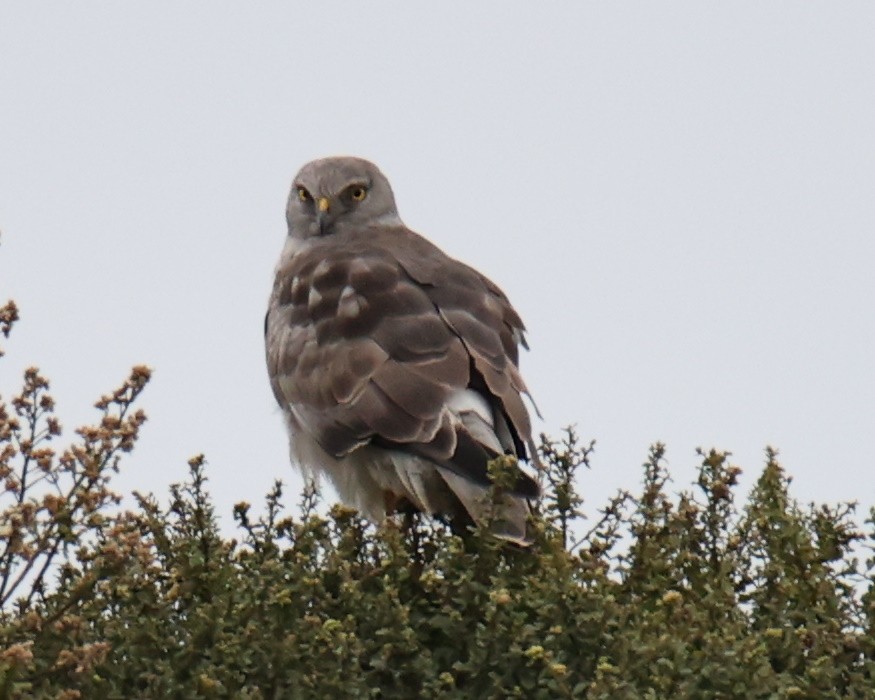 Northern Harrier - Linda Dalton