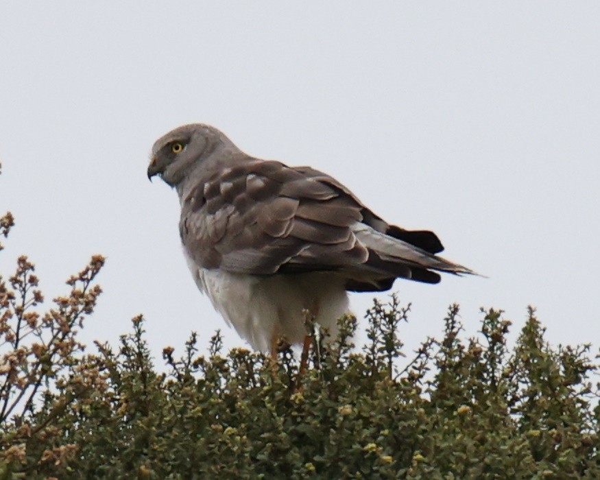 Northern Harrier - Linda Dalton